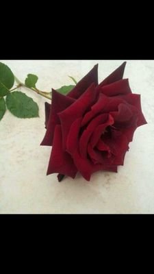 ‏الحياة  كفأح