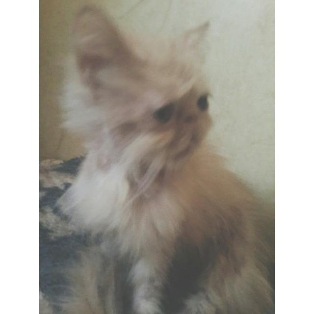 shadensaleh's profile picture. student & animal ally 
i choose to be the voice for the voiceless