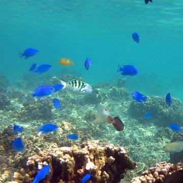 海外も良いけど日本の沖縄の良さをもっといろいろな方に知ってもらいたいので沖縄のことつぶやきます。