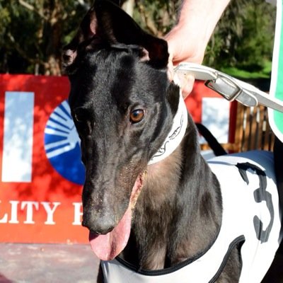 Zambora_Storm1's profile picture. Victorian speedster owned by the Lanigan & Thomson Syndicate! Brother to @ZamboraBlueboy1 @Zambora_FanClub & @ZamboraPower1