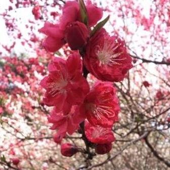 Tweeting about Japan from Japan by Japanese . We'll happy If you have an interest about #Japan #travel #japanesefood #ramen #kawaii #traditional #history ....