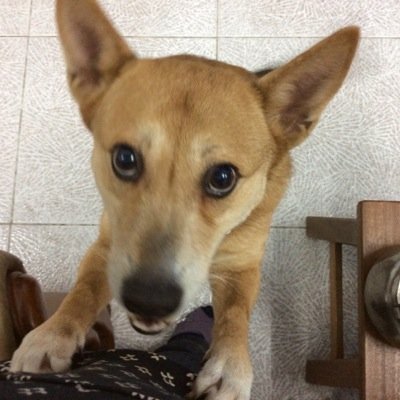 Twitter profile picture for @smartdog