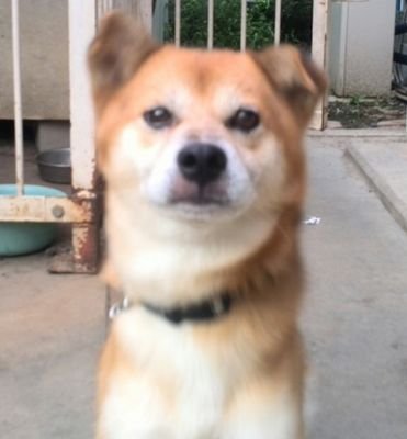 浮き世に蔓延る犬畜生。犬よりいでて犬に去ぬ。
「車道の犬」（@shadonoinu）というバンドでギターボーカルをやっています。