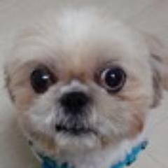 ズー(シーズー♂2007年5月26日👶～10月5日🏠～2019年9月29日🌈)は生涯のパートナー　好き:犬、宮古八重山、豚骨ラーメン、沖縄そば、福岡の明太子、仙台の牛タン、楽天イーグルス、鶏唐揚げ、メロンパン、桜、旅行
何を血迷ったか2023年富士山登頂 https://t.co/wonCachwBb