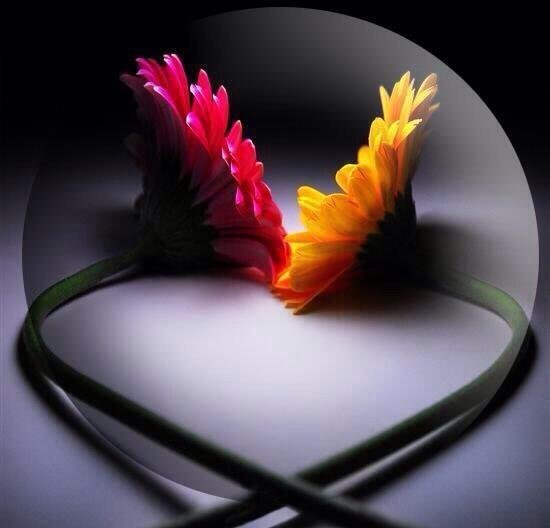 reeginacaeli's profile picture. 