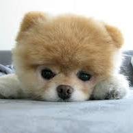 かわいい 犬たちの画像をつぶやきます。気に入ったらRTしてください。