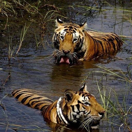 Welcome to the Corbett National Park, the first national park of India and the Indian subcontinent, Corbett National Park was established on 8 August 1936.
