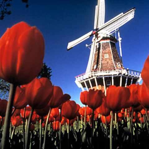 NlSemena's profile picture. Интернет-магазин по продаже семян овощей, цветов, ягод и других растений с доставкой почтой. https://t.co/kBo2AjTv9d