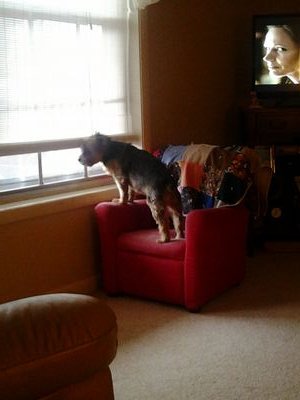 my hobbies are houseplants and I enjoy my 2 old yorkies Zeke and Gabby. I have a very smart cute 5 yr.old grandson I love spending time with.