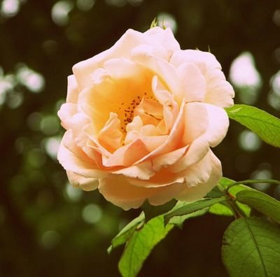 HumaidA57669028's profile picture. 