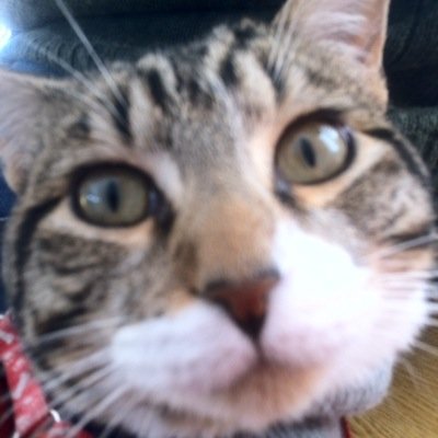 Soy Doroteo Ptolomeo, minino defensor de los DDHH. Palestina libre!