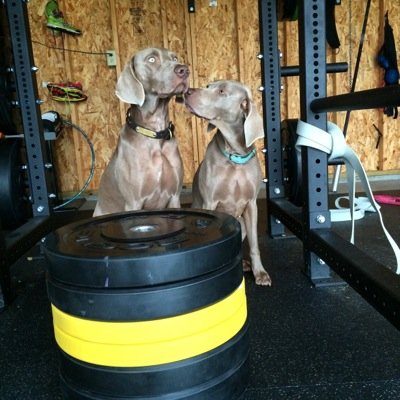 #crossfit #weimaraner #cancersurvivor