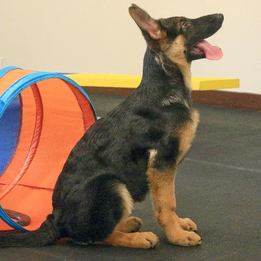 PerfectPetDog1's profile picture. We provided professional, customized training programs for all dog breeds while strengthening the bond between families and their pets.