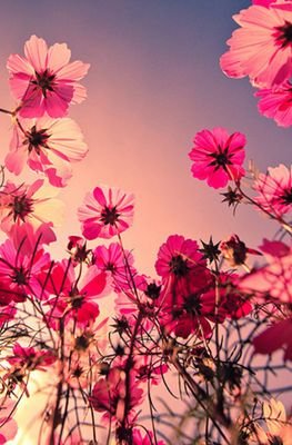 rimomao5b's profile picture. 主婦です(^^) 通りすがりでコメント&いいねをしちゃいます。