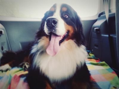 BingoFonBaron's profile picture. 