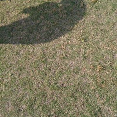 甲子園 大分 夢 2019