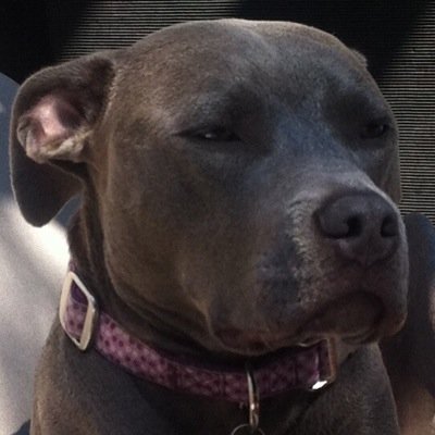 I am Zoey. I am a rescued pitbull. This is my world. You all just live in it.