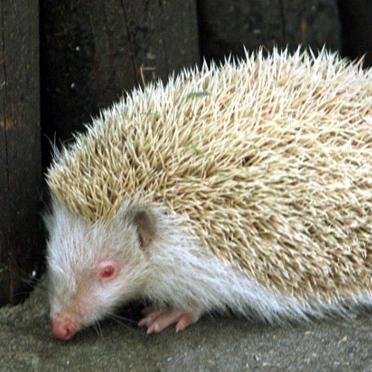 amoedo946's profile picture. 