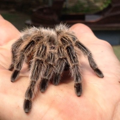 plukkiepuk's profile picture. 