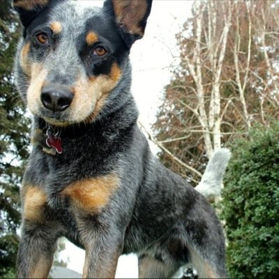 cheramigail's profile picture. 