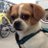 dtlabikers's profile image