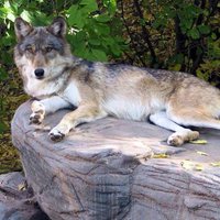 Crystal (@crystal53343) 's Twitter Profile