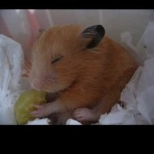 くそねずみ。
