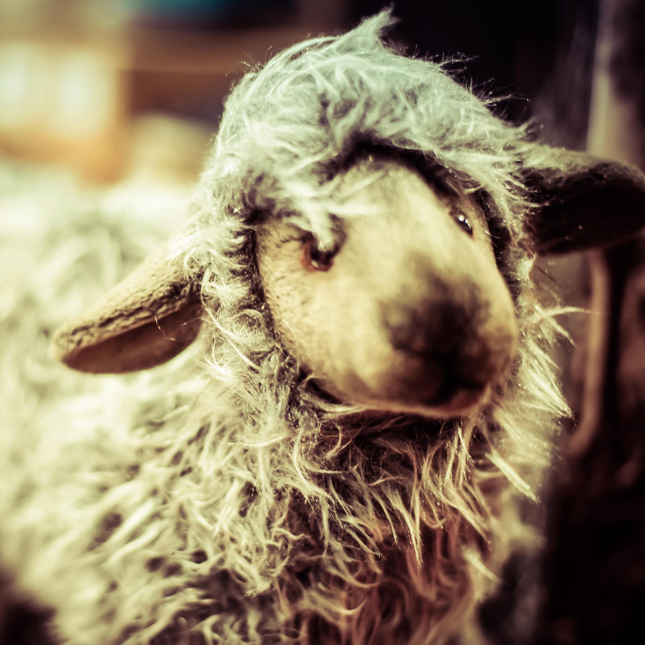 GlerupsUSA's profile picture. Glerups are made from nature's most versatile fiber: 100% pure, natural wool. Find out what your feet have been missing. WARNING: Addiction can occur!