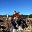 Mari Gillespie - @sillynfree - Twitter