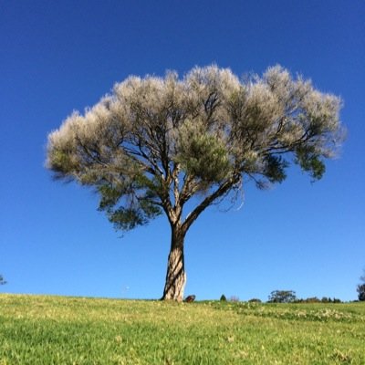 afloveridge's profile picture. I use to love the immediacy of twitter. Now, I’m not so sure!