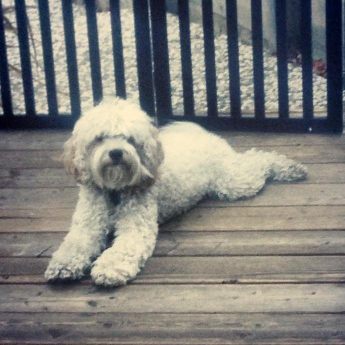 MajorPetSupply's profile picture. 