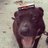 Cricket6819's profile image