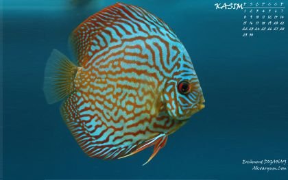 tevfikveseher's profile picture. 