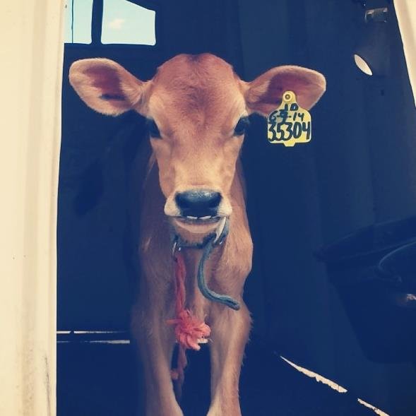 Calfology is an innovative, educational and interactive site focused on all aspects of raising calves in hopes of advancing the ag industry.