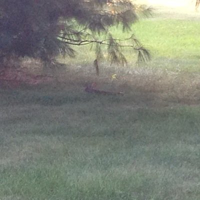 chagolicio's profile picture. 