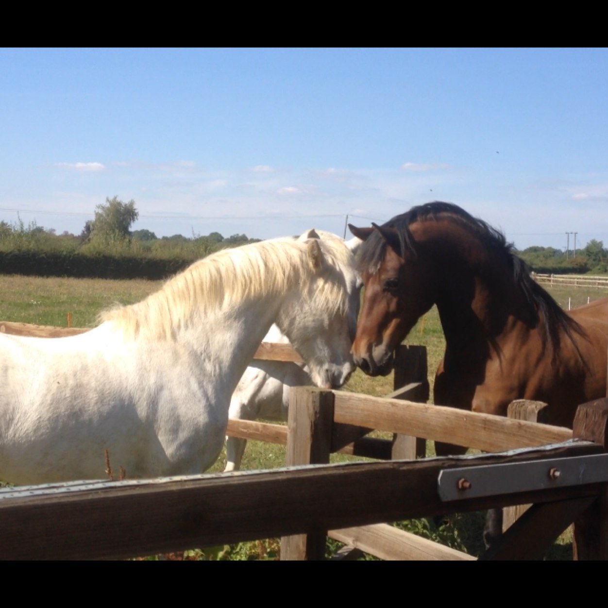 Horses, manics, suede, dogs, horses, manics, wine, suede, food, art, literature, culture, music, theatre