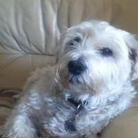 Dave Waterson (@davewaterson1) 's Twitter Profile