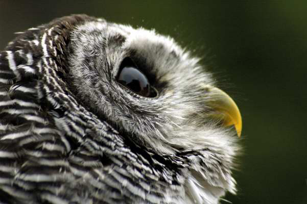 glenharris's profile picture. 