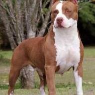 jesuscgy's profile picture. 