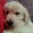 oscartoyos's profile image