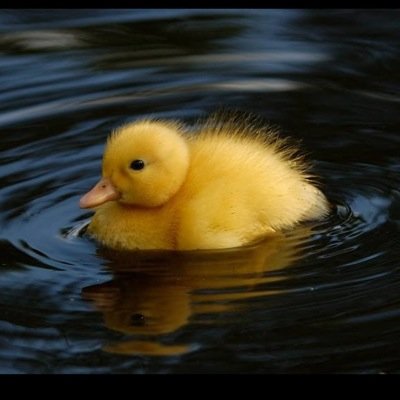 WhosPolar's profile picture. To busy irling. Destorying 6'mans since 14'