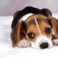 YellowSAJ's profile picture. Hi im madeline but alot of you know me as Yellowstone12 or Yellow.SAJ12 I would rlly enjoy if you subbed to my channel. Byez C: ~Yellowstone12~