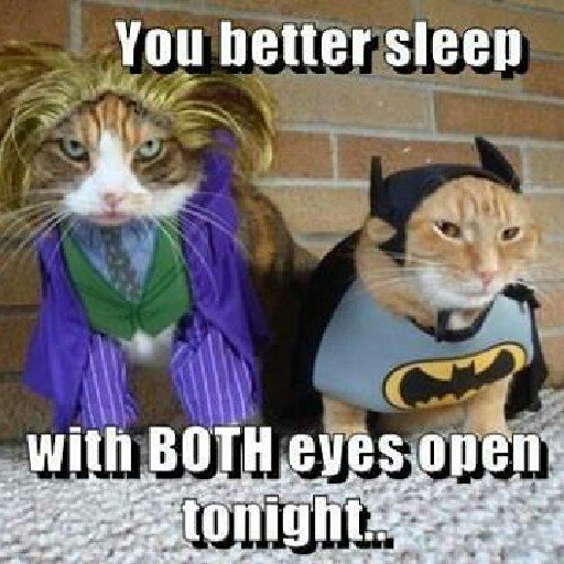 NipheadFeline's profile picture. This is where catnip dreams are realized!! Meeeewow
