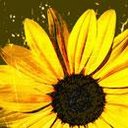 Shelly Carpenter - @knightsbiddyvb - Twitter