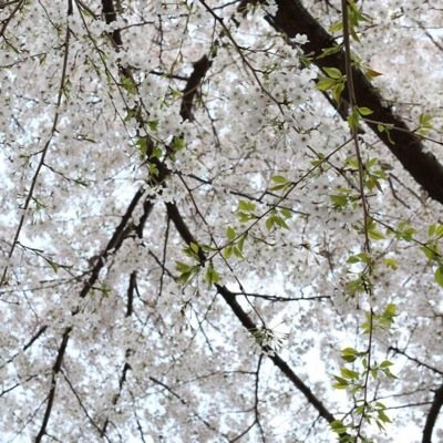 依頼はDMでお願いします。