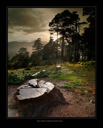 alfifi_hoot's profile picture. 