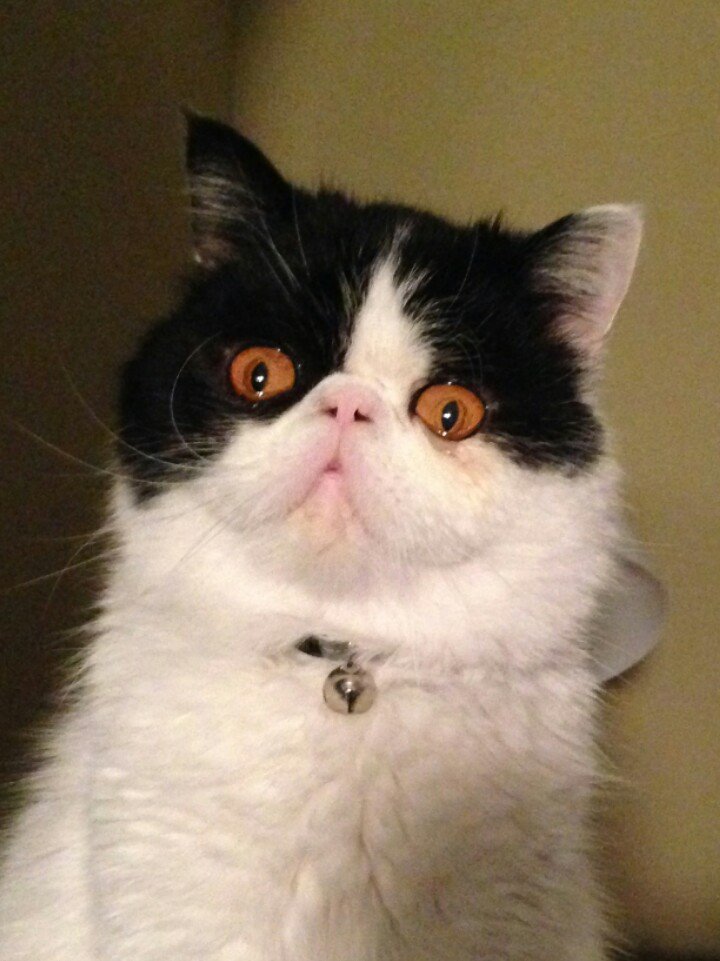 ChipKing60's profile picture. Former AFA student football equipment mgr. Big into uniforms and design. '09 Management major trying to learn how to computer