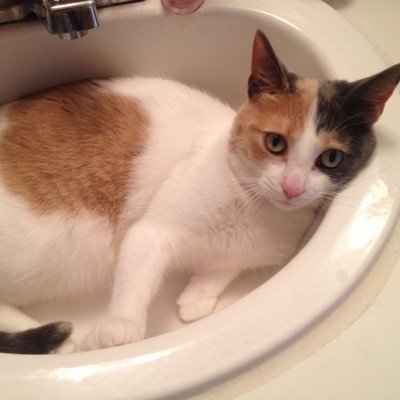 MinnieMicallef's profile picture. My name is Minnie and I'm a two year old calico. My hobbies include cuddling, eating, meowing, playing, and running around the house at 3 in the morning.