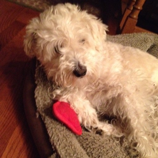 JoeScordato's profile picture. On the internet, no one knows you're a dog. Retweets are not endorsements, but are interesting, amusing, or worth noting. If you want my opinion, ask me.