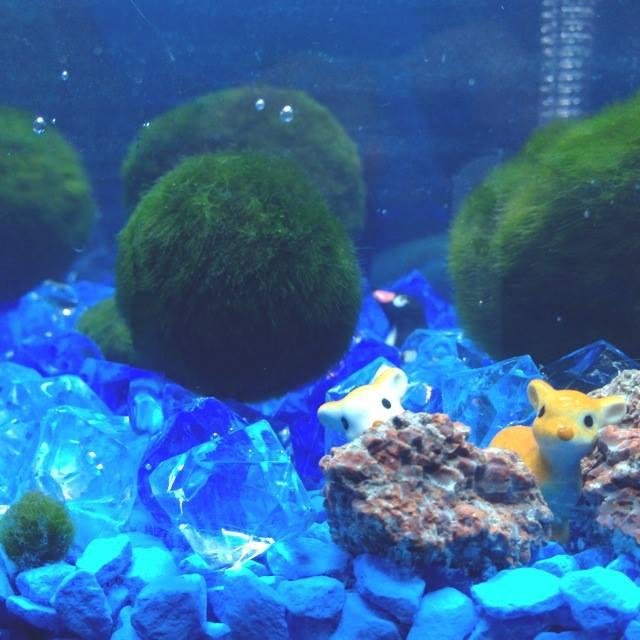 MarimoClub1's profile picture. 